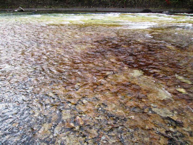 ������́u�����̏��v�͌��̂悤�ȐF�̐�ꂪ������