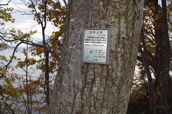 ΔȂ̎؂̊Ԃӂ̏aucRώ@v