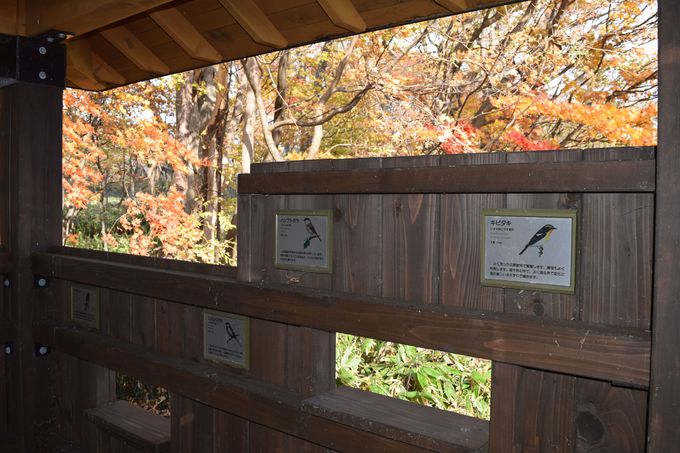 ΔȂɂЂƂÂȖX|bgu쒹ώ@v