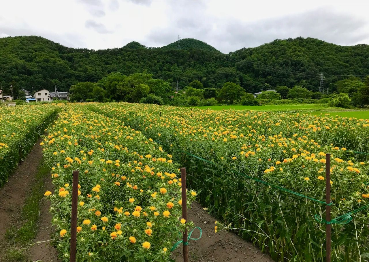 日本遺産認定 山形紅花まつり 紅花娘写真撮影会に参加しよう 山形県 Lineトラベルjp 旅行ガイド