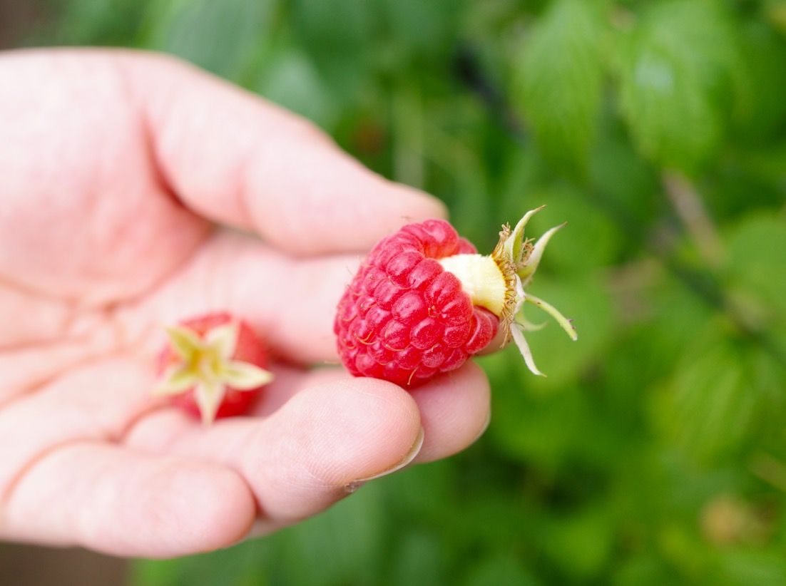 山形でベリーキュートなベリー狩り そらいろberryfarm 山形県 Lineトラベルjp 旅行ガイド