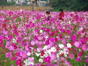 横須賀「くりはま花の国」で100万本のコスモスとメモリーをつくろう