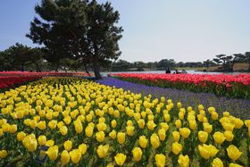 �������ŃG�A�����U���I2020�t�u�C�̒����C�l�����v����z�M�̋L���T���l�C��