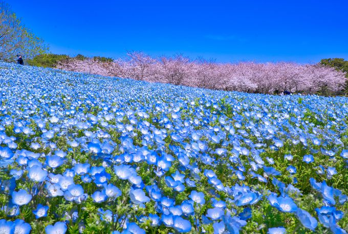 福岡 海の中道海浜公園 は春がおすすめ 花畑が超sns映え 福岡県 トラベルjp 旅行ガイド