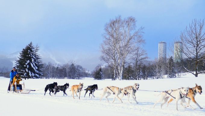 トマムの大雪原で犬ぞりや乗馬をとおして動物たちとふれあう