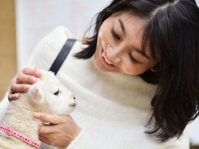 赤ちゃん羊に満開の菜の花 マザー牧場 で春フェス開催中 千葉県 Lineトラベルjp 旅行ガイド