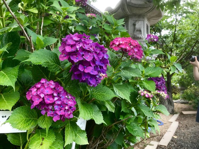 広島の紫陽花スポットはココ 観音寺 あじさい祭 は5000株が競演 広島県 トラベルjp 旅行ガイド