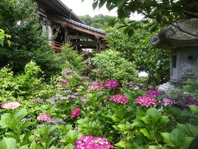 広島の紫陽花スポットはココ！観音寺「あじさい祭」は5000株が競演！