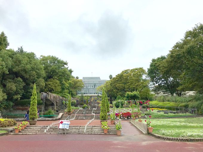 日本最大のバオバブも 広島市植物公園 で巨大植物めぐり 広島県 トラベルjp 旅行ガイド