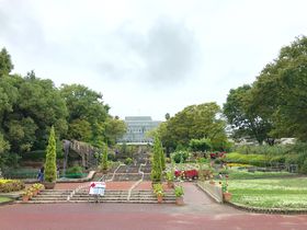 広島県の花 植物の国内旅行 観光ガイド トラベルjp 旅行ガイド