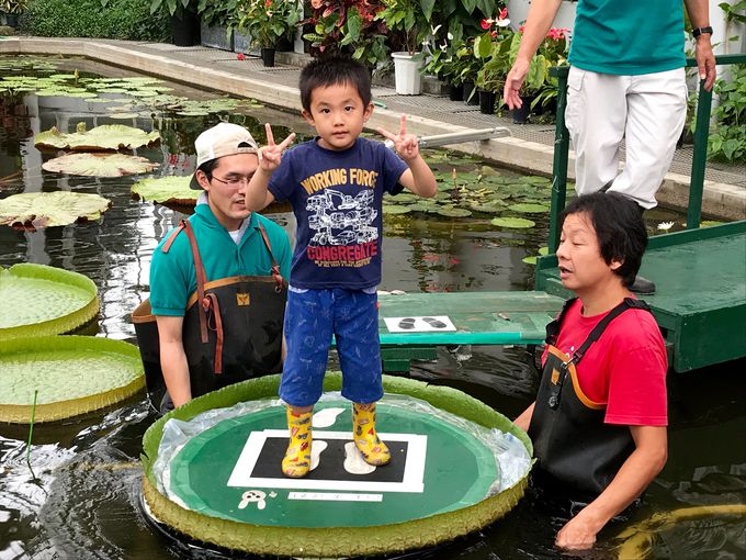 日本最大のバオバブも 広島市植物公園 で巨大植物めぐり 広島県 トラベルjp 旅行ガイド