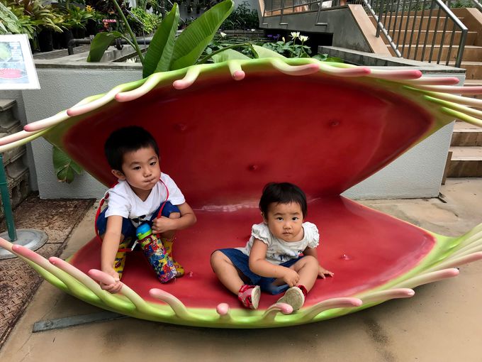 日本最大のバオバブも 広島市植物公園 で巨大植物めぐり 広島県 トラベルjp 旅行ガイド