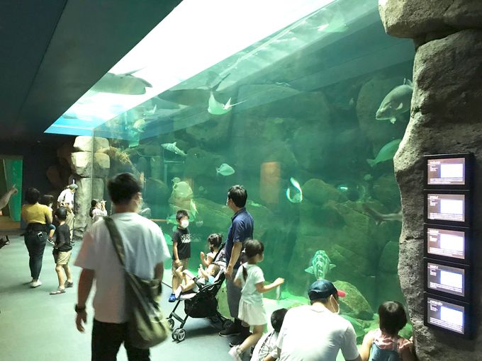 可愛い人気者がスイーツに 宮島水族館 みやじマリンキッチン 広島県 トラベルjp 旅行ガイド