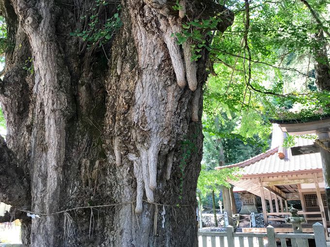 安産子宝祈願も 広島 安芸太田町 筒賀の大銀杏 は町のシンボル 広島県 Lineトラベルjp 旅行ガイド