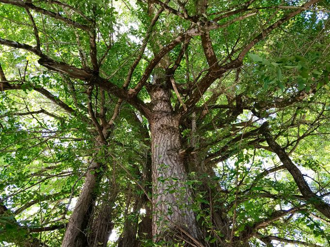 高さ約50m！樹齢1100年超えの「筒賀の大銀杏」