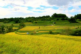 �S���̒I�c�̐�i15�I�`�t�H�g�W�F�j�b�N�ȓ��{�̌����i�̋L���T���l�C��