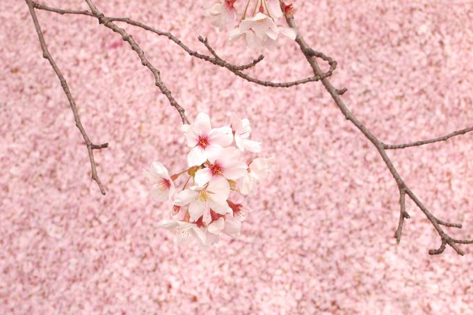 ���𒭂߂Ȃ���e�N�e�N���U���I�N�w�̓�