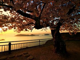 ちょい地味だけどフォトジェニックな香川の桜スポット５選
