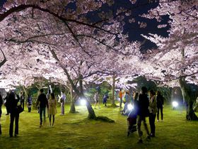 夜桜が素敵！高松「栗林公園」で楽しむ春のライトアップ