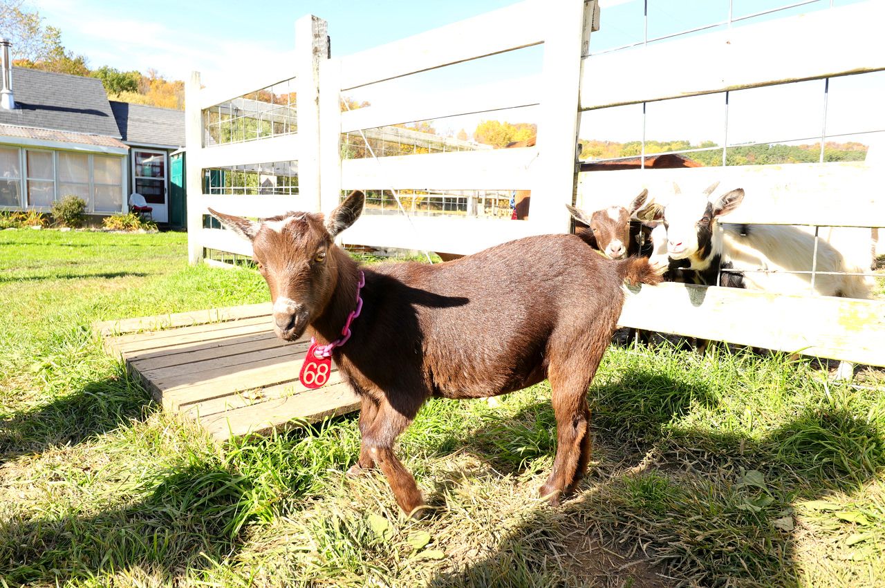 ���M�ƃ��K���ł���q��