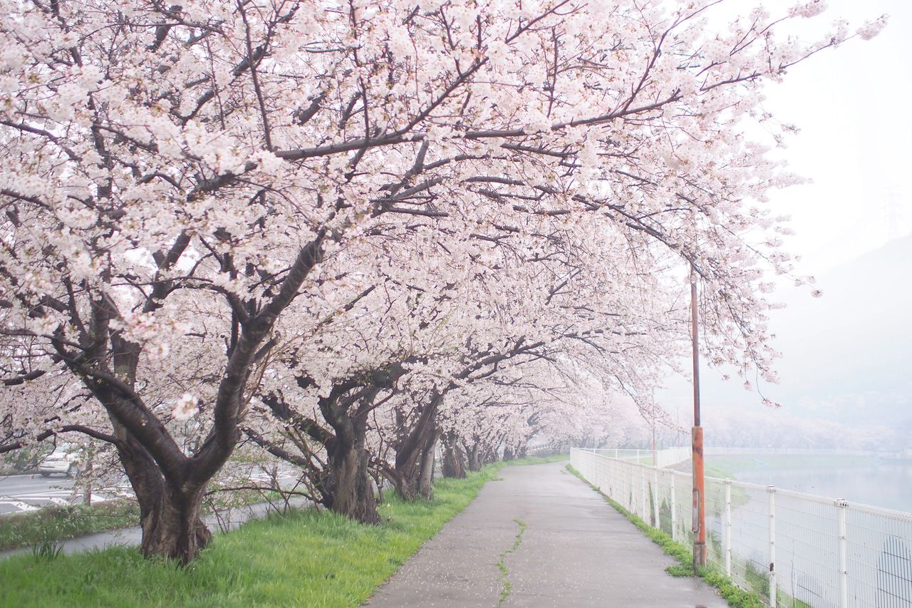 インスタ映えする香川の桜 オススメお花見スポット５選 香川県 トラベルjp 旅行ガイド