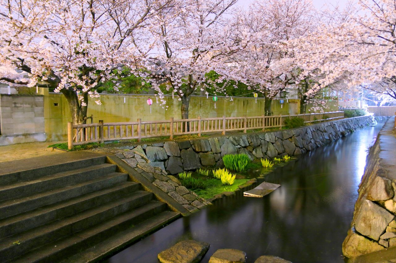 インスタ映えする香川の桜 オススメお花見スポット５選 香川県 トラベルjp 旅行ガイド