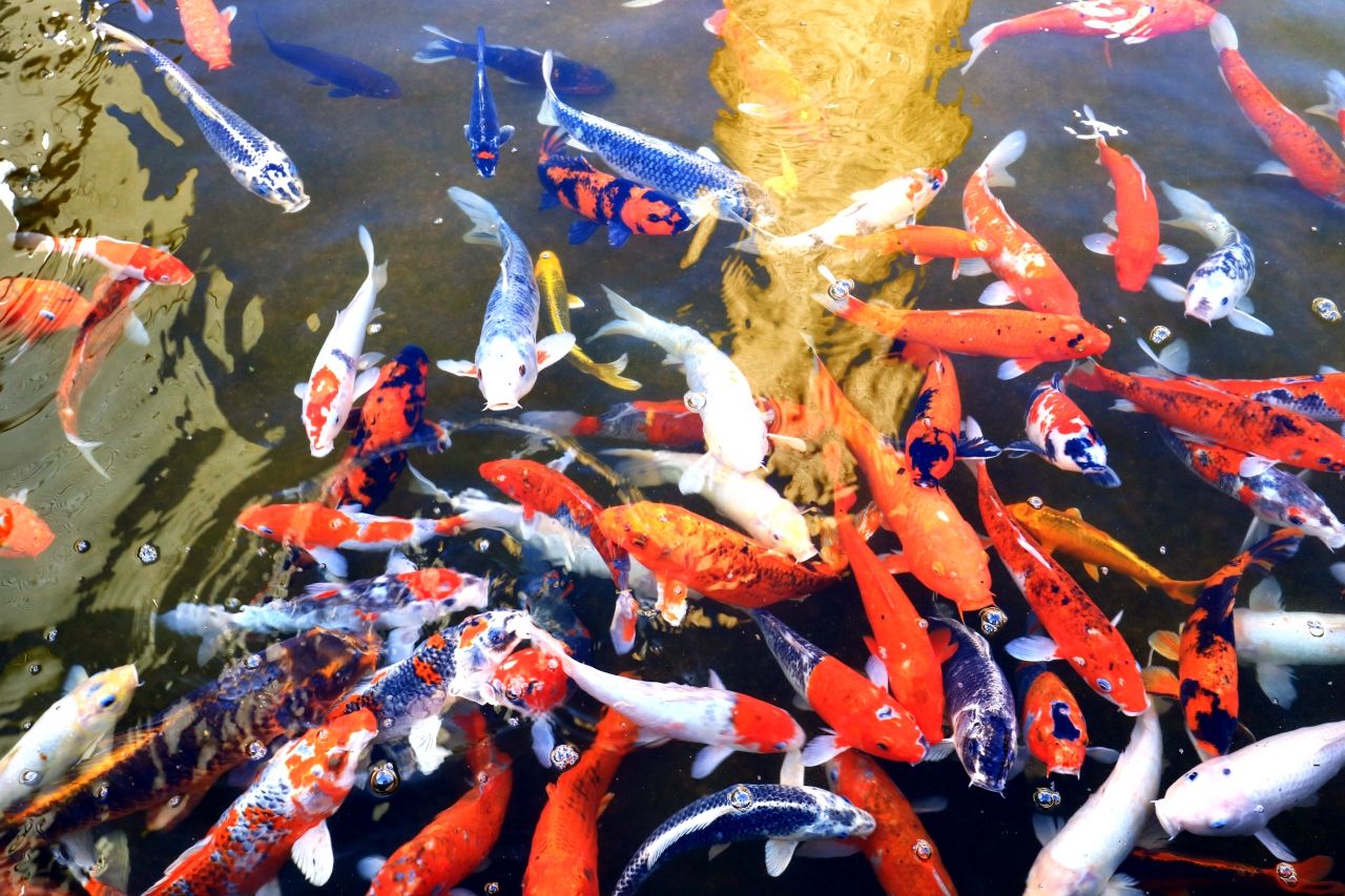 �a�E�m�X�C�[�c���w���ł���u���̐X�َq�H�[�v