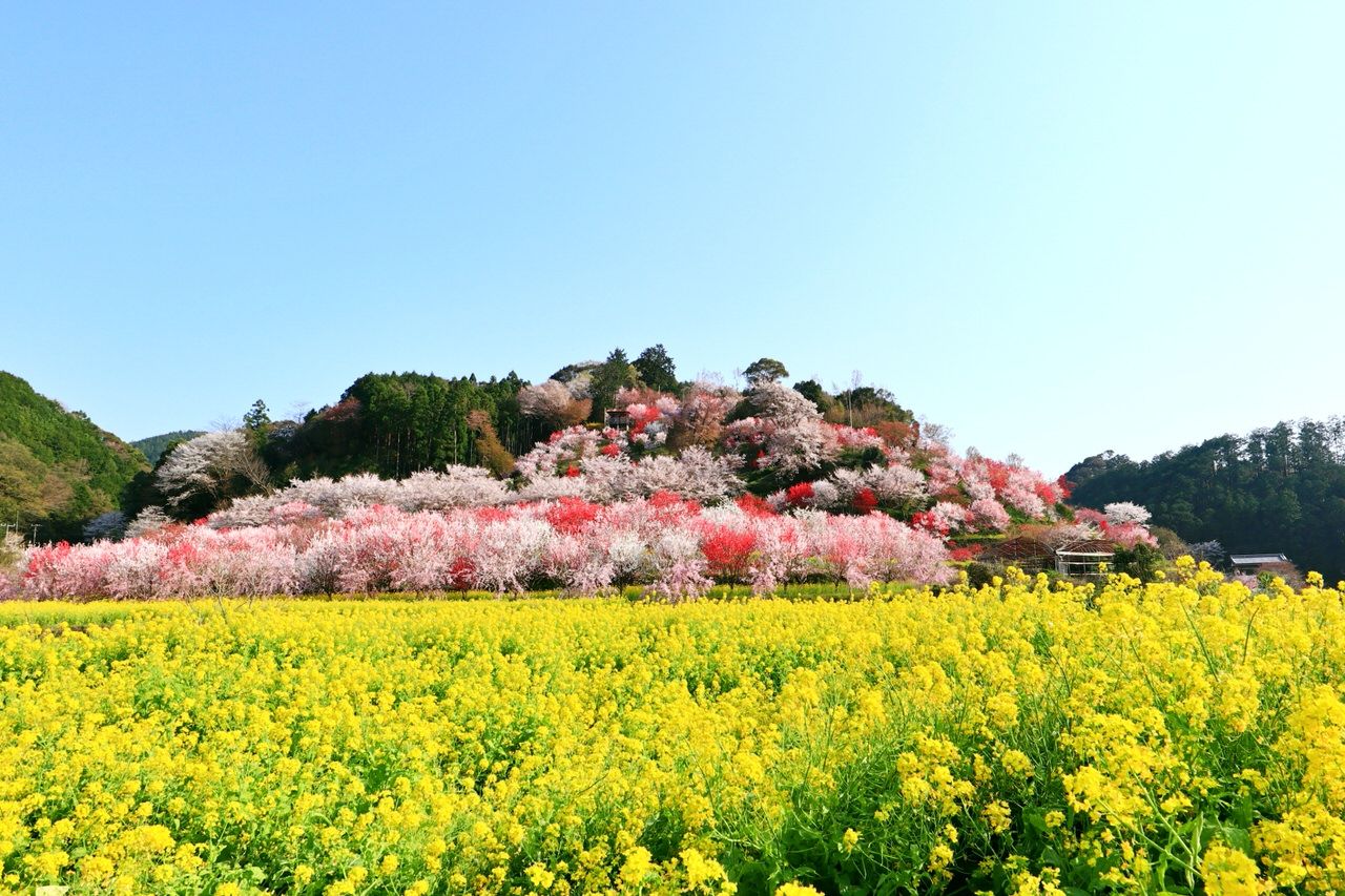 黄色い海とピンクの島！春の高知「西川花祭り」で絶景花見