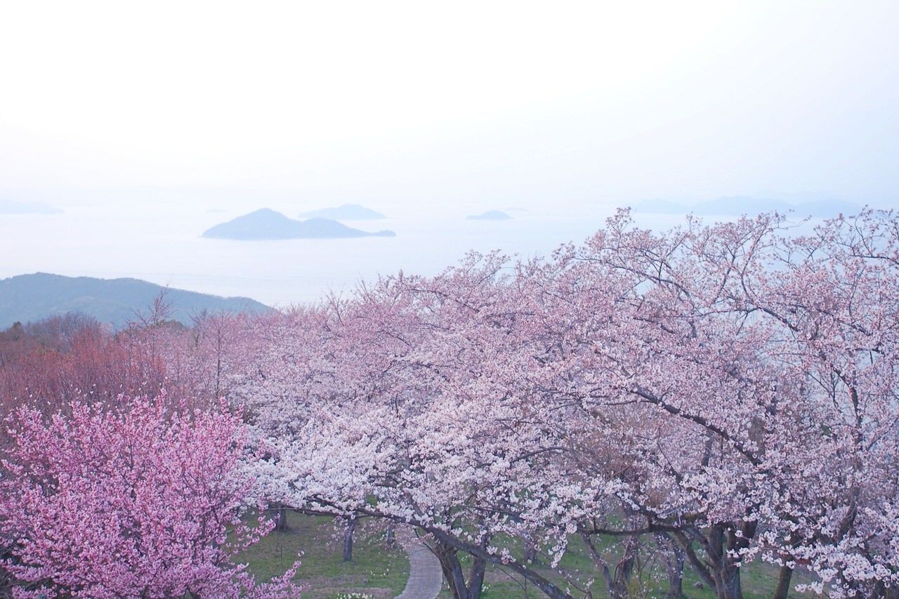 NYタイムズにも紹介された香川「紫雲出山」の桜と絶景