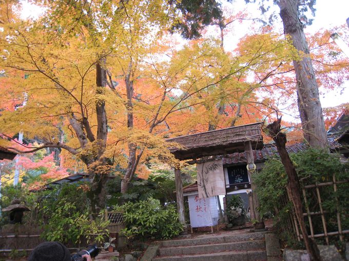 「長寿寺」の参道