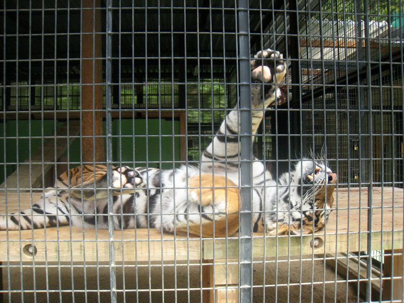 三重にある「大内山動物園」を親子で愉しもう！全国的にも珍しい保護動物の癒しの場