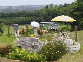 三重県御浜町の人気スポット「ひつじみかん牧場」でエサやり体験
