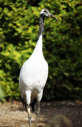 ����300m�I���{��̑��ۋ� �k�Ìy�S�ߓc���u�߂̕����v�͒����̃p���[�X�|�b�g�I�H�̋L���T���l�C��