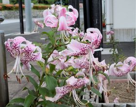 �r�g�̓��V�i�C�ɕ����Ԏ��̎q�����Q���̓��I���������u���������v�̋L���T���l�C��