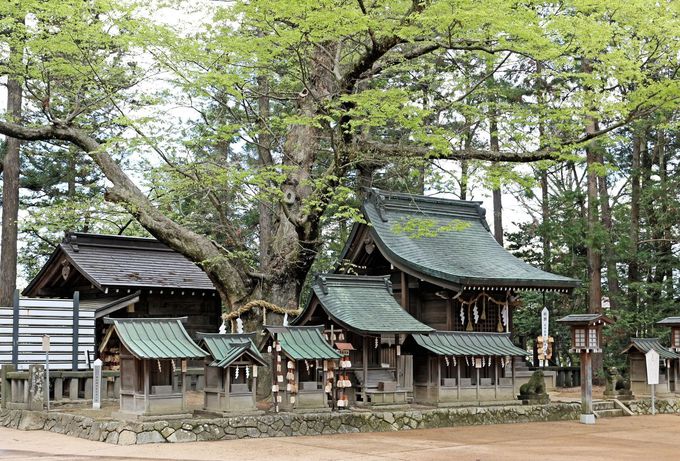 ͂ȃp[IkB̊C_ĈȂMB܌S𐬗