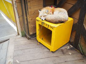 ��������I�{�鑠���L�c�l���ɃL�c�l�̃��t���t�����ɍs�����̋L���T���l�C��