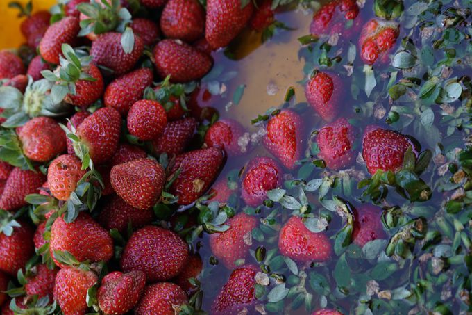 CMXl񂾃XR[́A̒nœƎ̐HוƂĕωĂ