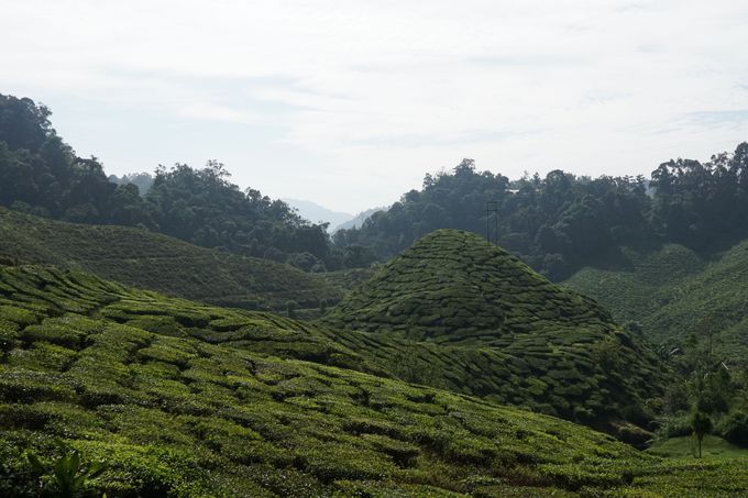 LnCh́A}[VȂ唼̍g𐶎Y