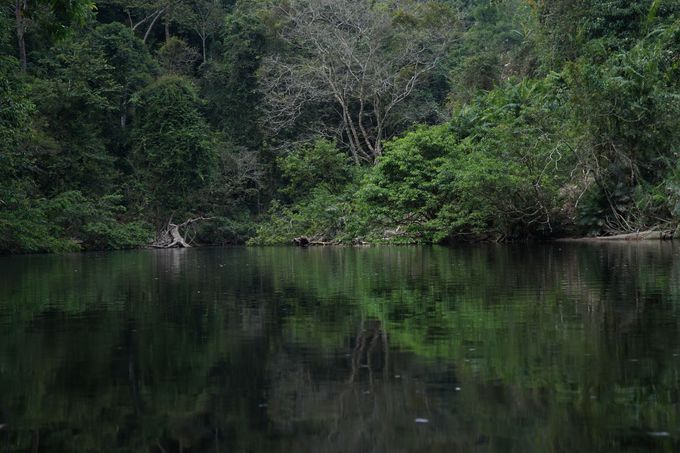 ジャングルならではのアクティビティーに浸る マレーシア タマンネガラ国立公園 マレーシア Lineトラベルjp 旅行ガイド