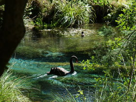ニュージーランド北島で大自然を体感！必見3スポットめぐり