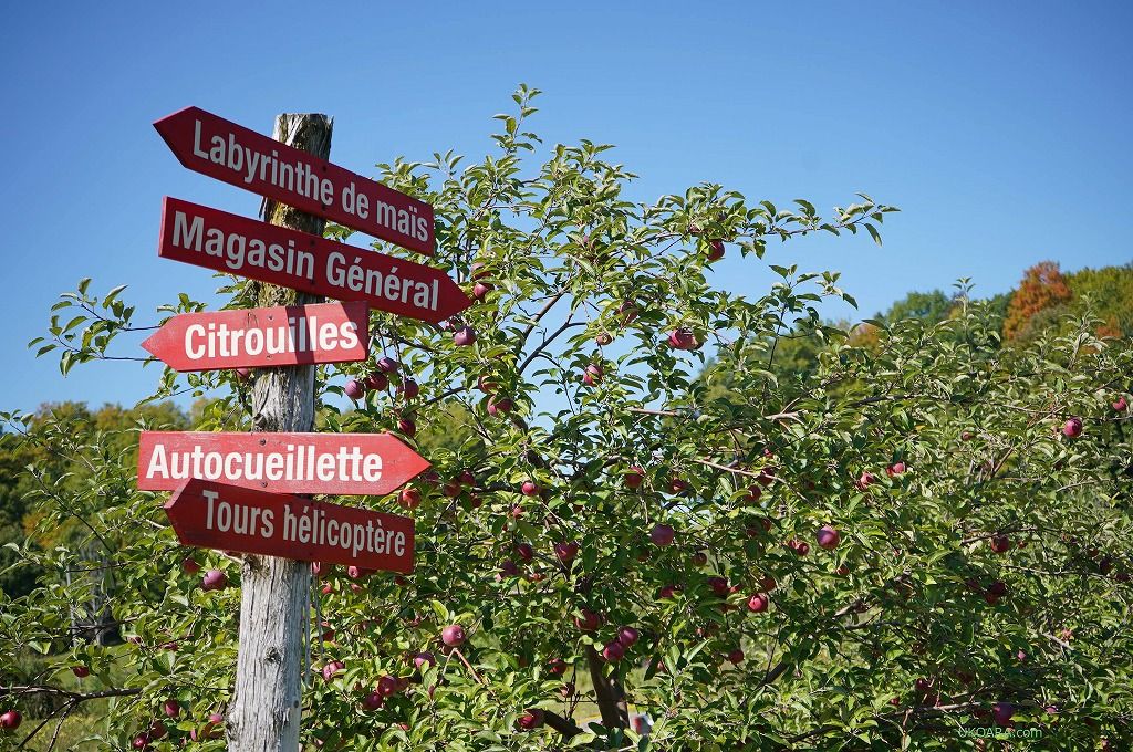 135�G�[�J�[�̔_�����g���N�^�[�Ŏ��낤