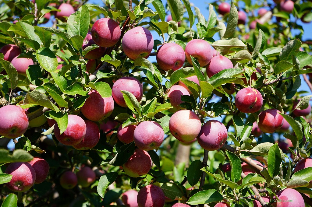 SʎuLabonte de la pommeṽu`ɐ
