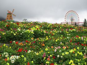 百花繚乱！富士山に天空の花園が出現！ぐりんぱ＆富士 花めぐりの里