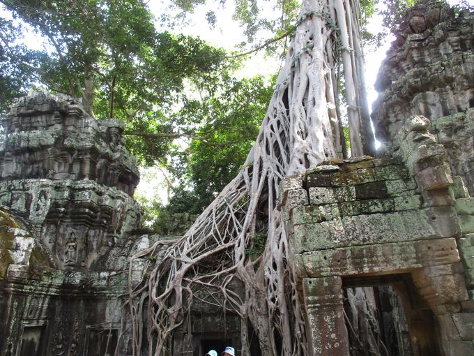 アノ映画のロケ地 密林に眠るアンコール遺跡 タ プローム カンボジア Lineトラベルjp 旅行ガイド