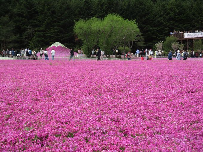 世界が認めた 日本の最も美しい場所31選 富士芝桜まつり 山梨県 Lineトラベルjp 旅行ガイド