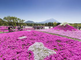 世界が認めた「日本の最も美しい場所31選」富士芝桜まつり!