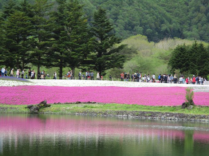 世界が認めた 日本の最も美しい場所31選 富士芝桜まつり 山梨県 Lineトラベルjp 旅行ガイド