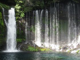 �������ɖ����ꂽ���I�x�m�R�̂Ђ���V�R�N�����X�|�b�g5�I�̋L���T���l�C��