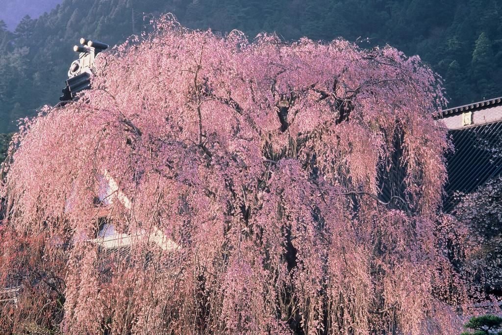 4 関東地方の桜の国内旅行 観光ガイド トラベルjp 旅行ガイド