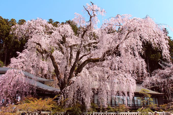 夢のような美しさ 山梨 身延は幽玄なる しだれ桜の里 山梨県 Lineトラベルjp 旅行ガイド